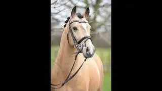 Dein Monat dein Pferd+Outfit+Disziplin PART 2 #pferde #horseedits #pferdevideo #horse