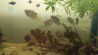 Fish Life Nematobrycon palmeri and  Mesonauta festivus