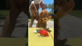 POV: Your Dog Is A Foodie #goldenretriever #baddog #dogdad #dogeating