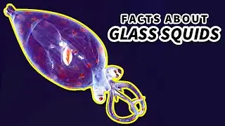 Glass Squid Facts: the CRANCH SQUID 🦑 Animal Fact Files