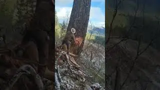 #wood #gianttree #treefelling #bigtreeremoval #logging #loggerlife