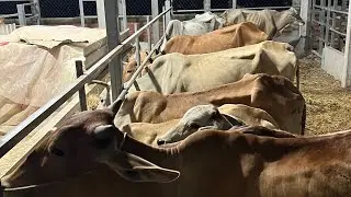 គោចូល23ក្បាល