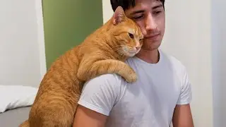 Когда кошки никогда не перестают любить своих хозяев ❤️ Самая милая подборка кошек 2025 года