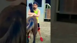 Sippy gill fun with horse 🐴#shorts #trending #shortvideo #youtubeshorts #viral #reels #horseriding 🏇