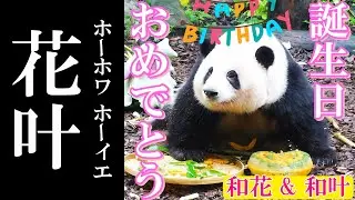 【和花 & 和叶】5歳の誕生日おめでとう‼　5岁生日快乐！　　成都のぱんだ#213 #花花 #和花 #和叶