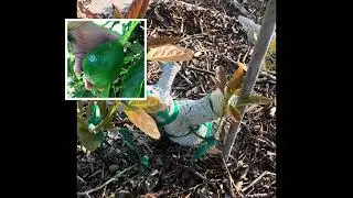 Holiday avocado tree Top Worked with Hass🥑