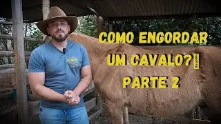 COMO ENGORDAR UM CAVALO - Parte 2 - Selaria Imperial