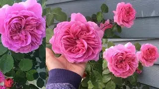 PRINCESS ALEXANDRA OF KENT rose || Spring 2022  first flush, PNW zone 8A