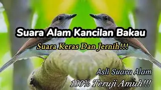 Suara Pikat Kancilan Bakau Cukup 5 Menit Langsung Ngumpul || Buktikan Sendiri‼️