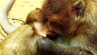 What happen to Lola?, Leyla monkey mom cares for the cute baby Lola