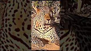 Tiger vs Leopard Real Fight🤯🫣 #shorts #trending #animals #tiger #leopard #new #viralvideo #monkey