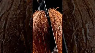 Cracking Open Pure Bliss: Coconut ASMR!