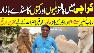 Karachi Pets Sunday Market Saddar Cats and dogs market All Kinds of Kitty  & Puppies