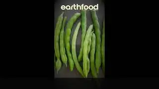 Our Earthfood Test Garden - Beans
