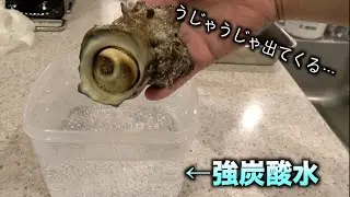 強炭酸水に警戒状態のサザエを入れると。。。