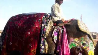 Jaipur Elephant Festival, India