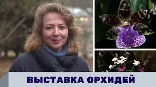 Выставка орхидей; драгоценные орхидеи; редкие орхидеи в Ботаническом саду СПб