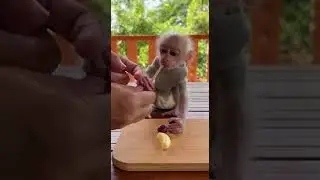 Baby Monkey Makes a Tiny Fruit Kabob (Grape&ndash;Banana&ndash;Berry) &mdash; Natural Sounds Only