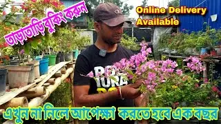 সস্তায় সমস্ত ধরনের গাছে পাবেন সেরা বোগেনভিলিয়া A to Z Plant Online Available all India