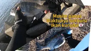 MUSIM PANAS‼️SAAT YANG PALING TEPAT BERBURU KURODAI🇯🇵