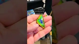 Such a splendid colour + shape for this #ammolite piece 😍😍 #beautiful #natural #crystal