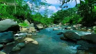 River Sounds for Sleeping Therapy | Steady River Flow for Stress and Anxiety Relief