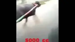 Shape Of You | Bull Power | 5000cc