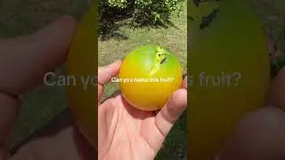 We found this fruit while housesitting in #Hawaii - do you know what it is?