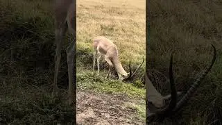Deer ! #safarilife #africasafari #safari #safarispectacle #safarisightings