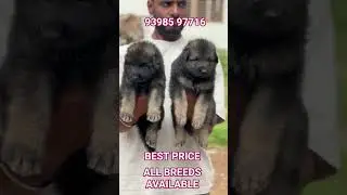 ALL BREEDS AVAILABLE 🐶 #petsupplies #bestpetsupplies #breedsofdogs #hyderabadpets #pets #petsyoutube