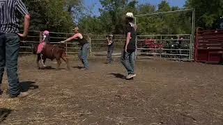 mini bucking bulls #practicepen #bullriding #rodeo