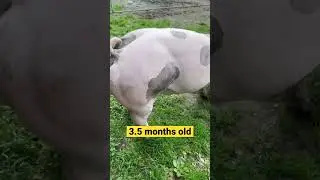 Belgian Pietrain boar #shorts #vier #fyp #2022