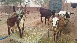 پنجاب میں بکریاں پالنا اسان
