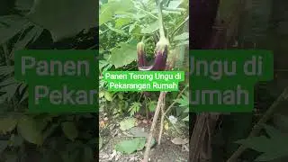 Panen Terong Ungu di Pekarangan Rumah#shorts
