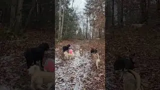 Kona, Lily,, Murphy, Jasper, Sky, Chloe, Nala, Walter, Koda,
