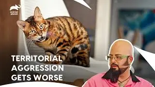 Angry Cat Biting Tears a Family Apart, will Jackson Help? | My Cat From Hell S3 E10 | Animal Planet
