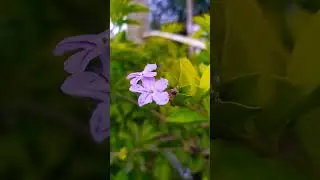 Follow for more nature videos.sea,flower,trees, water,festivals. #natureworld #pixel #nature #short