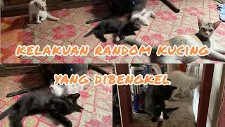 Random Cat Behavior in the Workshop