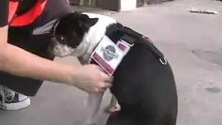 Pet Buckle Travel Harness with Pet Safety Lady from Bark Buckle UP and Betty