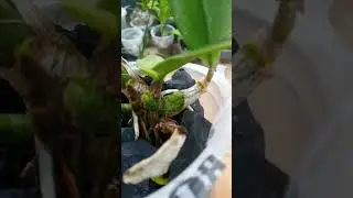 Baby anggrek ditinggal mudik: kuat ya, nak!