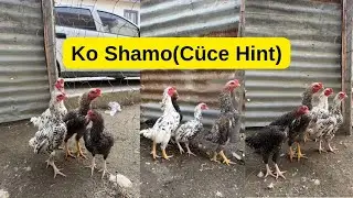 Ko Shamo(Cüce Hint) Tavuklarımız ve Özellikleri!!!  #koshamo #chicken #oshamo #hinttavuğu