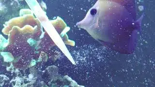 scopas tang loves reef candy