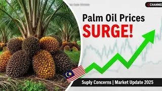 Malaysian Palm Oil Prices Rise Amid Supply Concerns | Palm Oil Market Update 2025