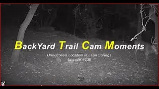 Backyard Trail Cam Moments Episode 236