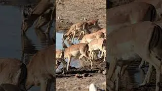 Impalas drinking water in Etosha National Park, Namibia