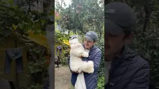 I Found a Rabbit That Looks Like a Fluffy Giant Doll! 🧸#cute #pets