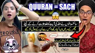 Why Did Allah Create Mosquitoes? The Answer Will Shock You - 