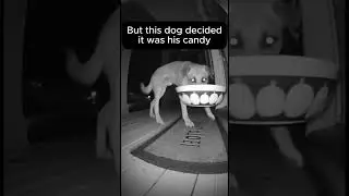 The candy didn&rsquo;t stand a chance.#ringcamera #ring #caught #caughtoncamera #caughtin4k #fyp