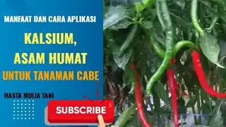 CABE LEBAT DAN SEHAT🌶️ #caramerawattanaman #cara #pertanian #viral #cabe #indonesia