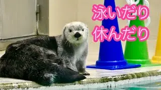 ラッコ　メイちゃんとキラちゃん　泳いだり休んだり【鳥羽水族館】Sea otter May-chan Kira-chan Toba Aquarium 